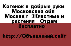 Котенок в добрые руки - Московская обл., Москва г. Животные и растения » Отдам бесплатно   
